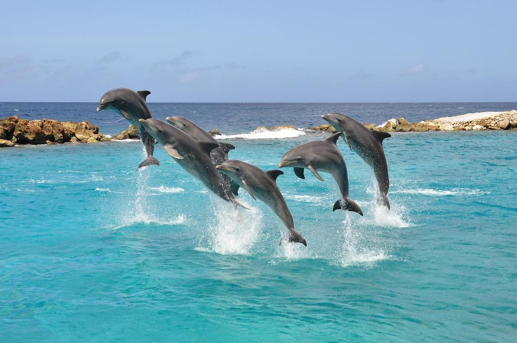 Dolphin Suites & Wellness Curacao Willemstad Eksteriør billede